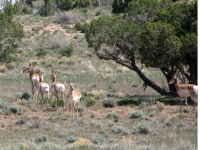 Desert Pronghorns